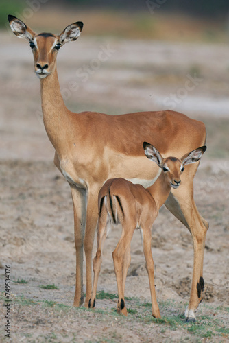 Young Impala  Aepyceros melampus  in South Luangwa National Park  Zambia