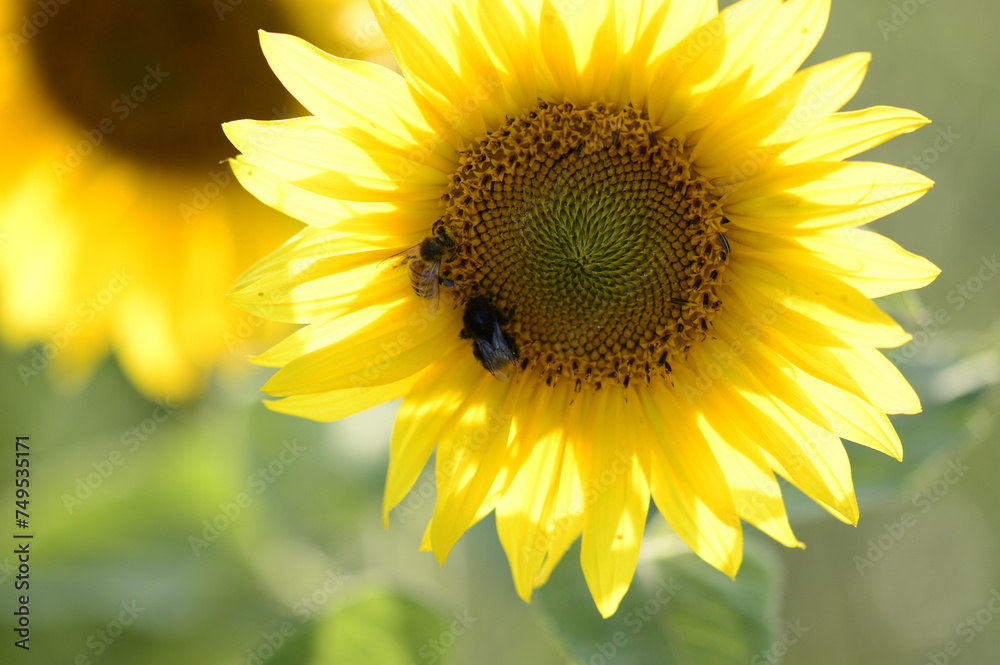 Fototapeta premium Closeup Helianthus commonly known as sunflower with blurred background in summer field