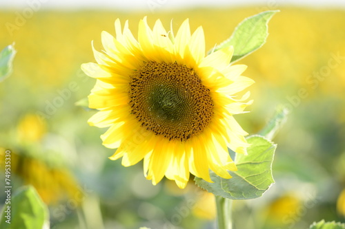 Closeup Helianthus commonly known as sunflower with blurred background in summer field