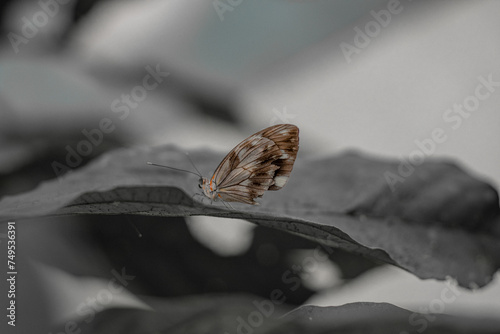 Mariposa blanco y negro