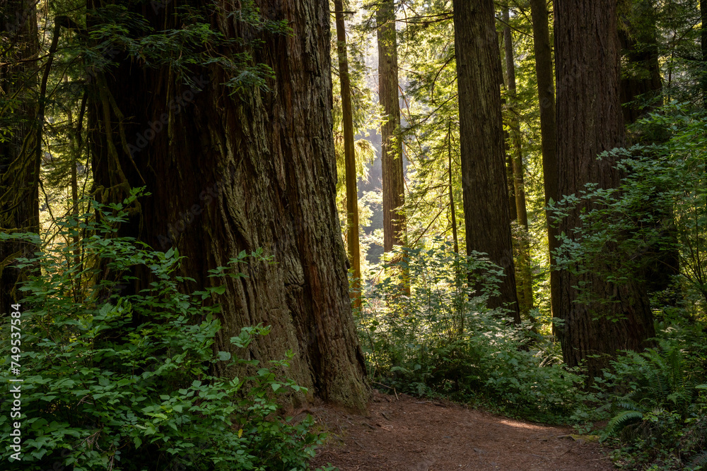 Bare Spot Below Giant Redwood Tree Trunk