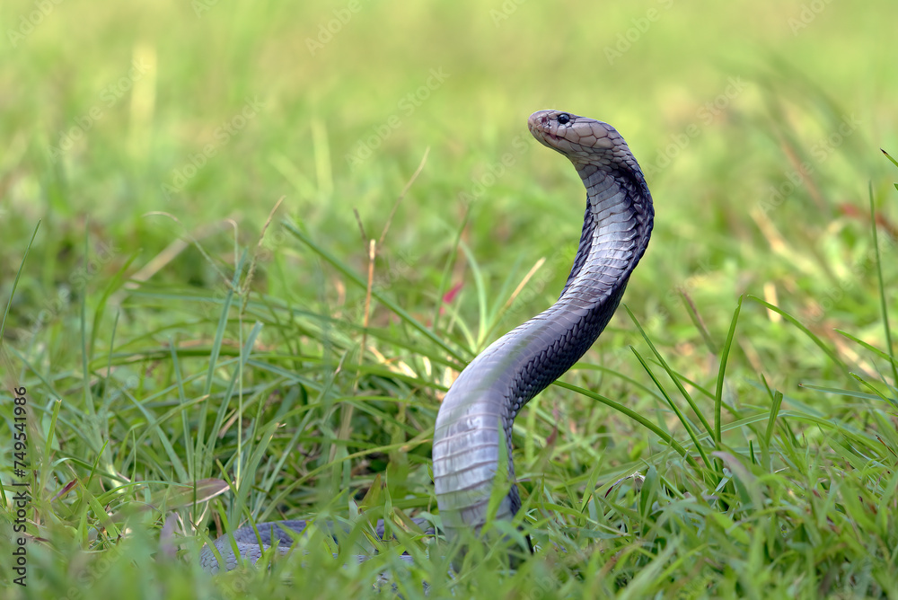 Javanese spitting cobra with its head standing ready to attack its prey