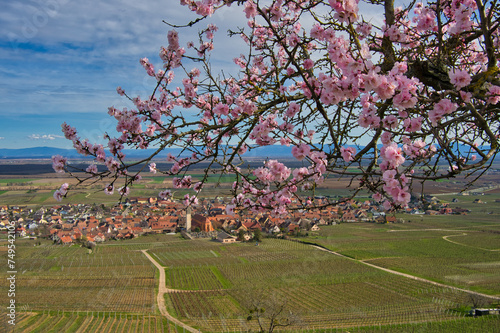 Mandelbäume im Elsass oberhalb von Voegtlinshoffen photo