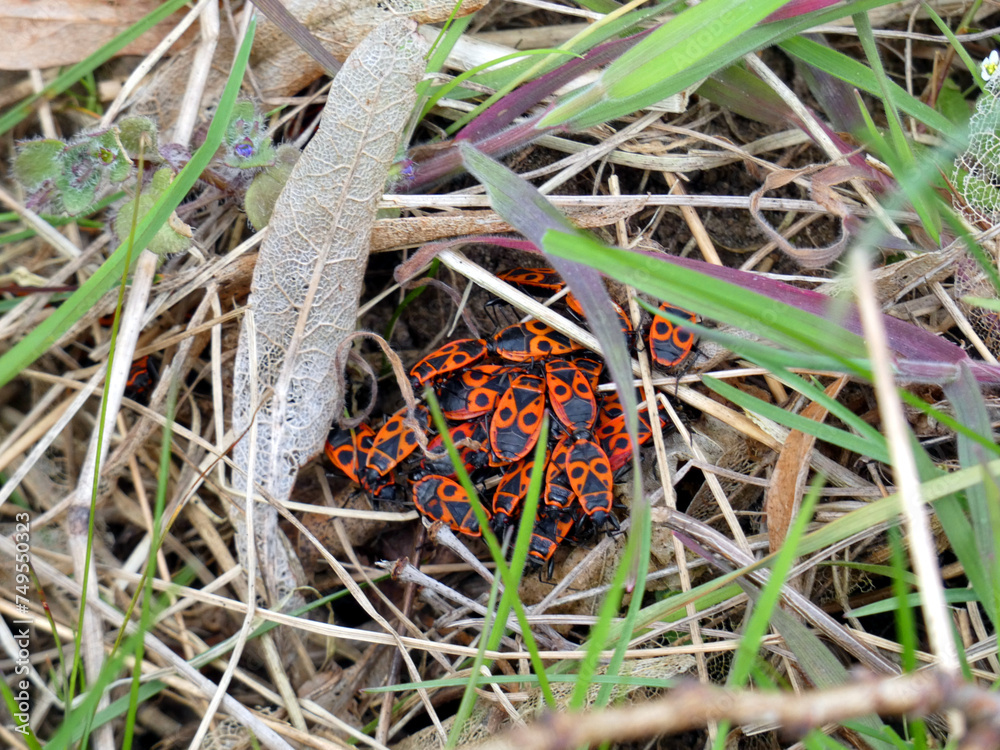 Fire beetle in Bad Sülze (Germany) Fire beetle in Bad Sülze (Germany)