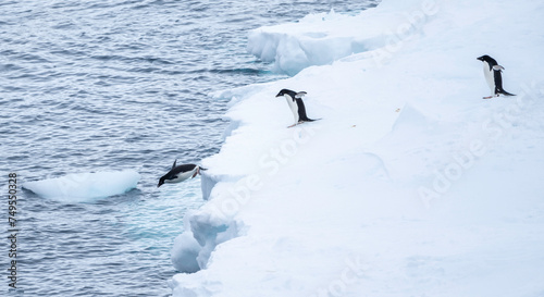 Penguin dives into the ocean