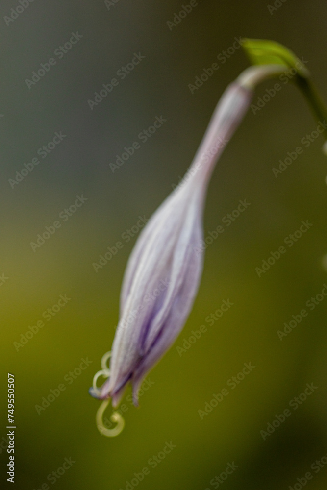 Purple flowers, bluebells in the garden Purple flowers, bluebells in the garden