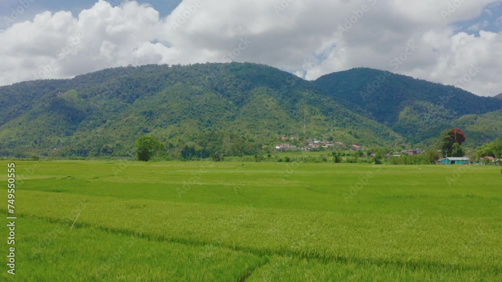 Aerial view of vast and beautiful rice fields in Indonesia Aerial view of vast and beautiful rice fields in Indonesia