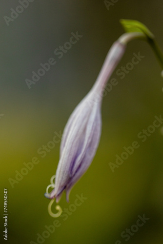 Purple flowers, bluebells in the garden