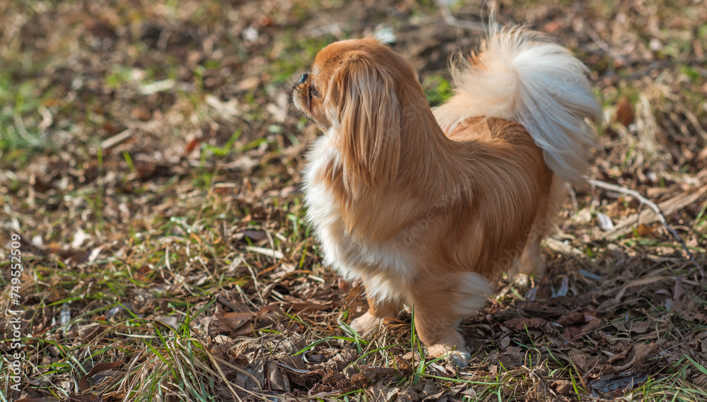 Little cute young golden Pekingese dog outside. Lifestyle of domestic animals, doggo portrait Little cute young golden Pekingese dog outside. Lifestyle of domestic animals, doggo portrait