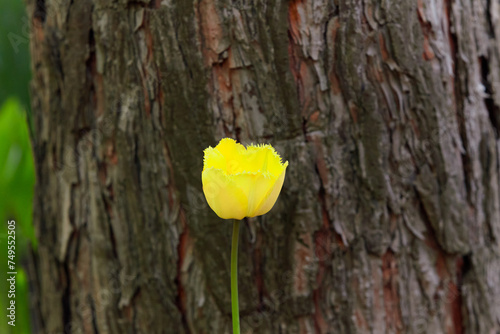 Beautiful yellow tulip growing on background of tree trunk