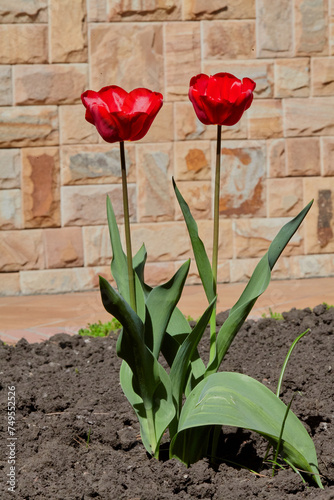 Two red tulips grow on background of stone wall