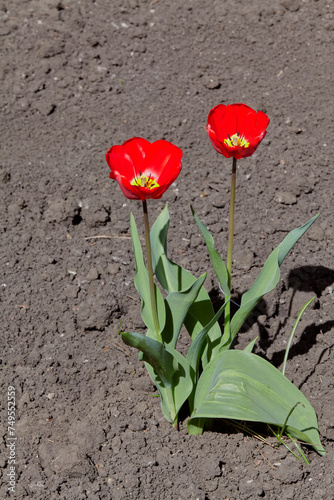 Two red tulips grow on black ground