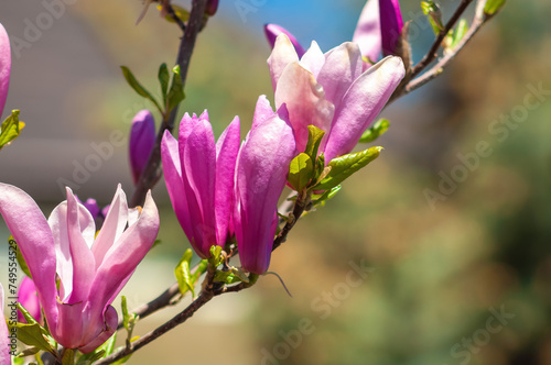 Vibrant magnolia blossoms in full bloom, showcasing their radiant petals.