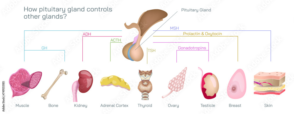What is Stress response system vector illustration. A stressful situation occurs in the brain and hormones that produce physiological changes in the body. Endocrine system. Master pituitary gland. What is Stress response system vector illustration. A stressful situation occurs in the brain and hormones that produce physiological changes in the body. Endocrine system. Master pituitary gland.