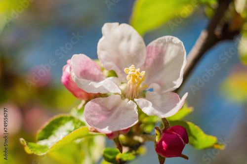 A macro of an apple blossom  showcasing the intricate details of its white petals  soft pink edges