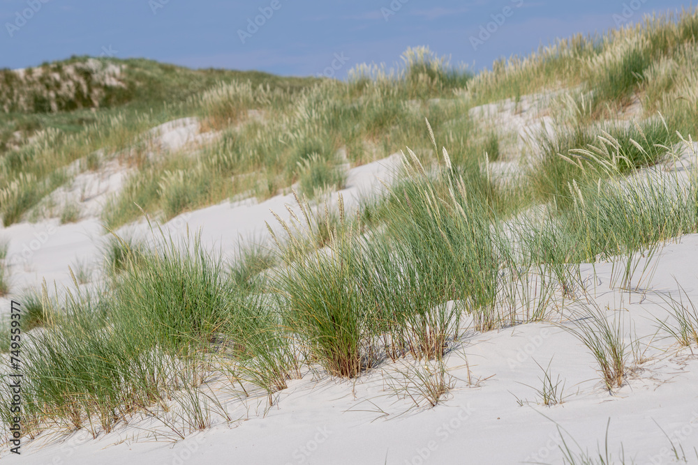 Dunes on the North Sea coast