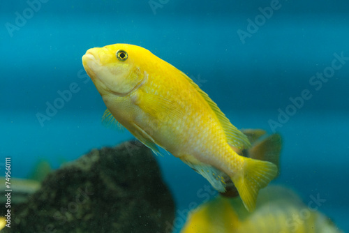 Yellow cichlid in an aquarium blue background. Aquarium fish.