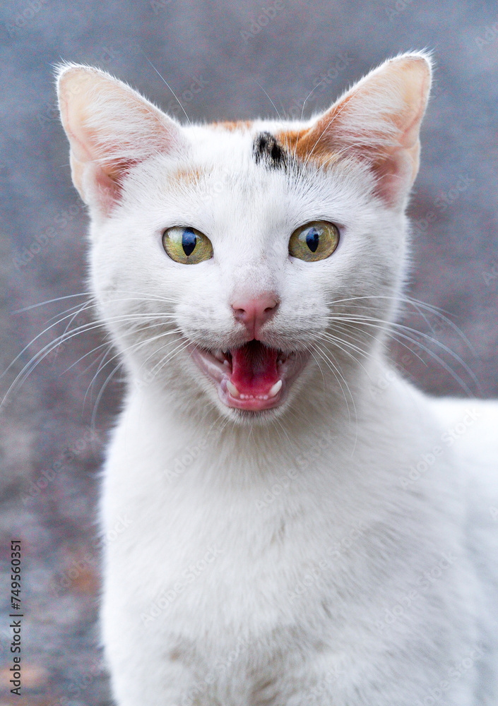 White cat with green eyes, pink nose and open mouth