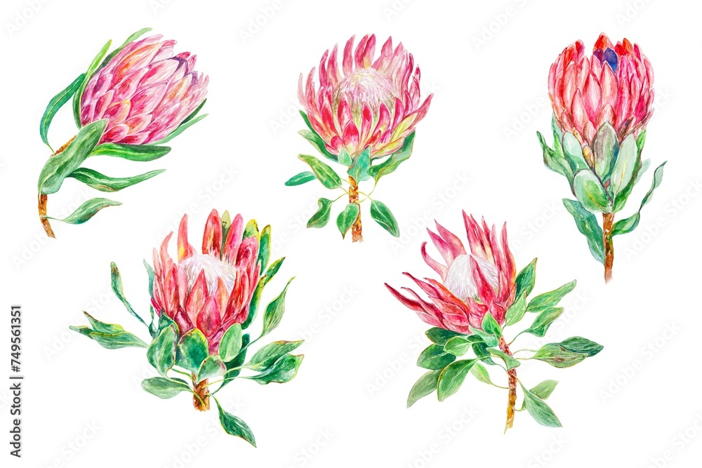 Protea watercolor set. Hand drawn illustration of flowers isolated on white background. Wedding invitations, cards, covers, wrapping paper, labels.