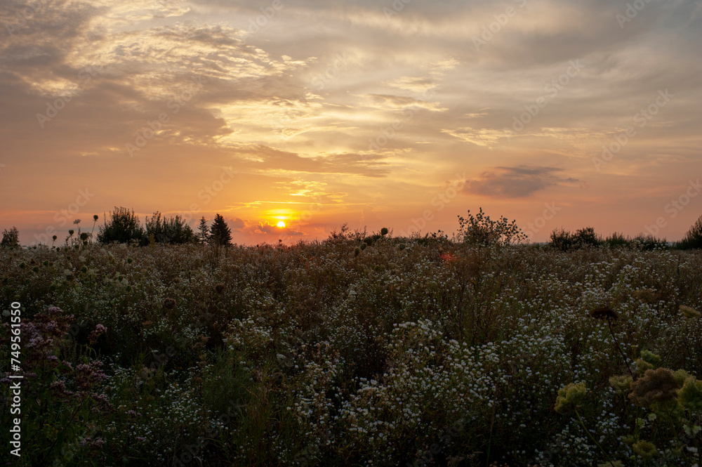 Beautiful sunset over a blooming field near the highway