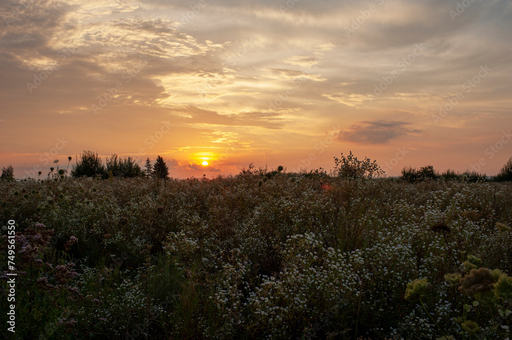 Beautiful sunset over a blooming field near the highway Beautiful sunset over a blooming field near the highway