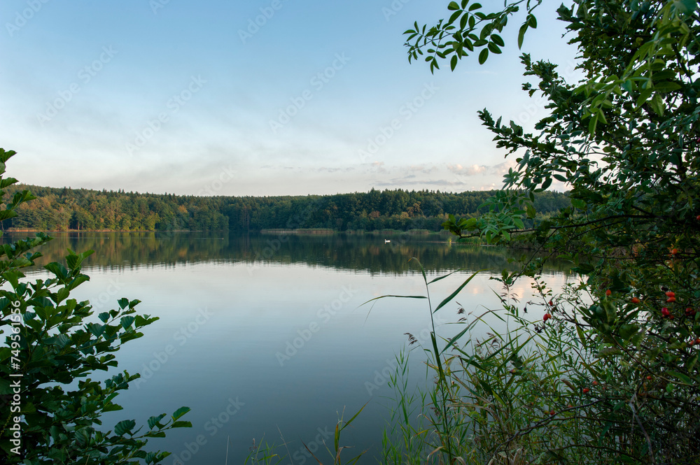 morning landscape of summer forest over the pond