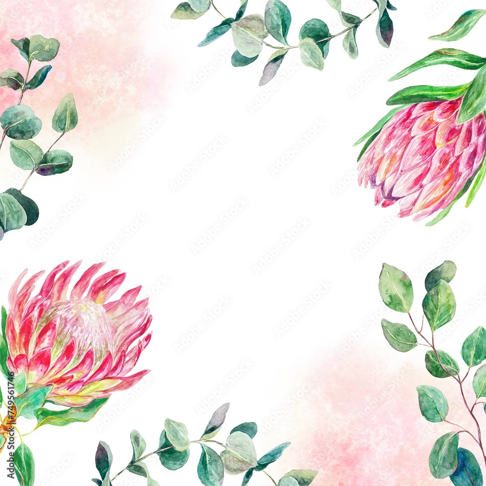 Protea watercolor frame, square. Hand drawn pink flowers, eucalyptus branches, spots isolated on white background. Cards, wedding invitations, labels.