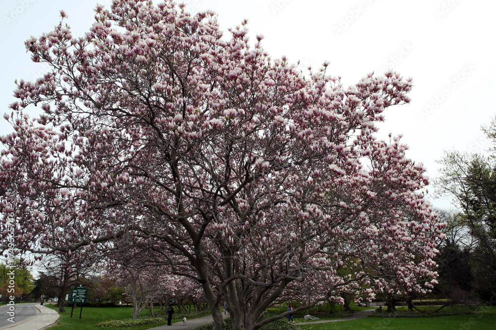 Magnolia trees in the garden - Upper Niagara fall - Ontario - Canada Magnolia trees in the garden - Upper Niagara fall - Ontario - Canada