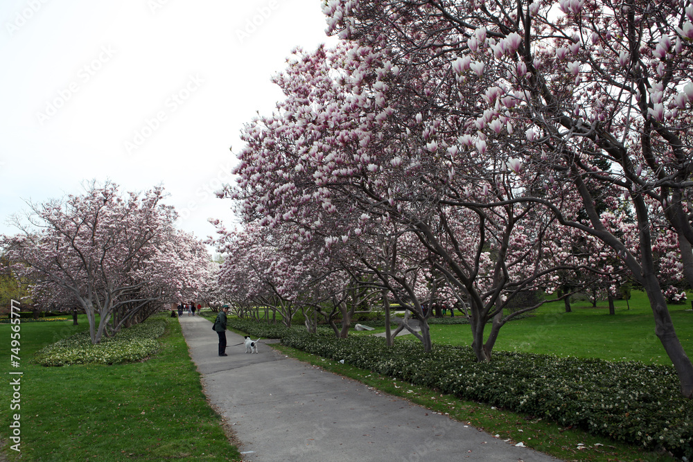 Magnolia trees in the garden - Upper Niagara fall - Ontario - Canada Magnolia trees in the garden - Upper Niagara fall - Ontario - Canada