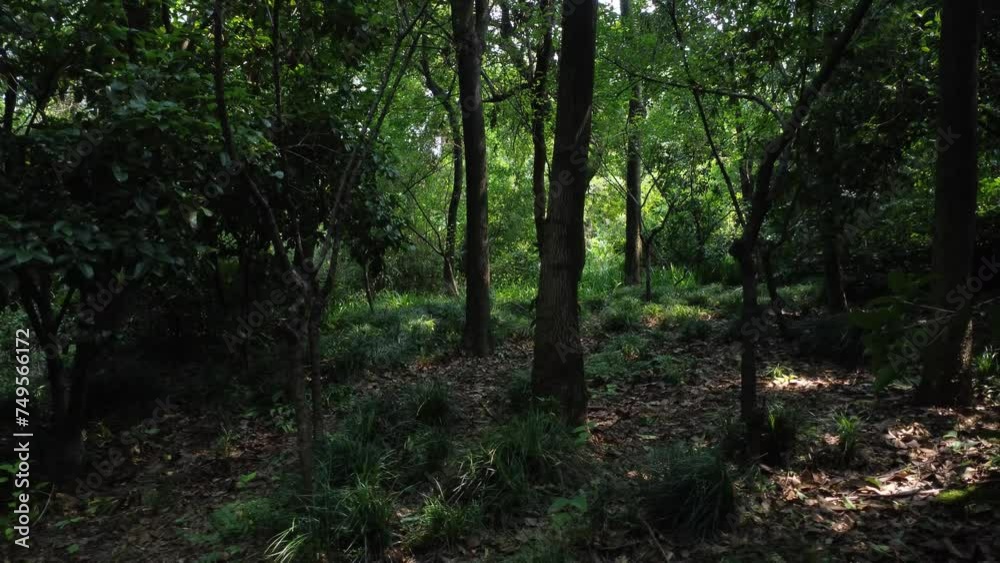 scary morning in the forest, travelling in forest, green environment scary morning in the forest, travelling in forest, green environment