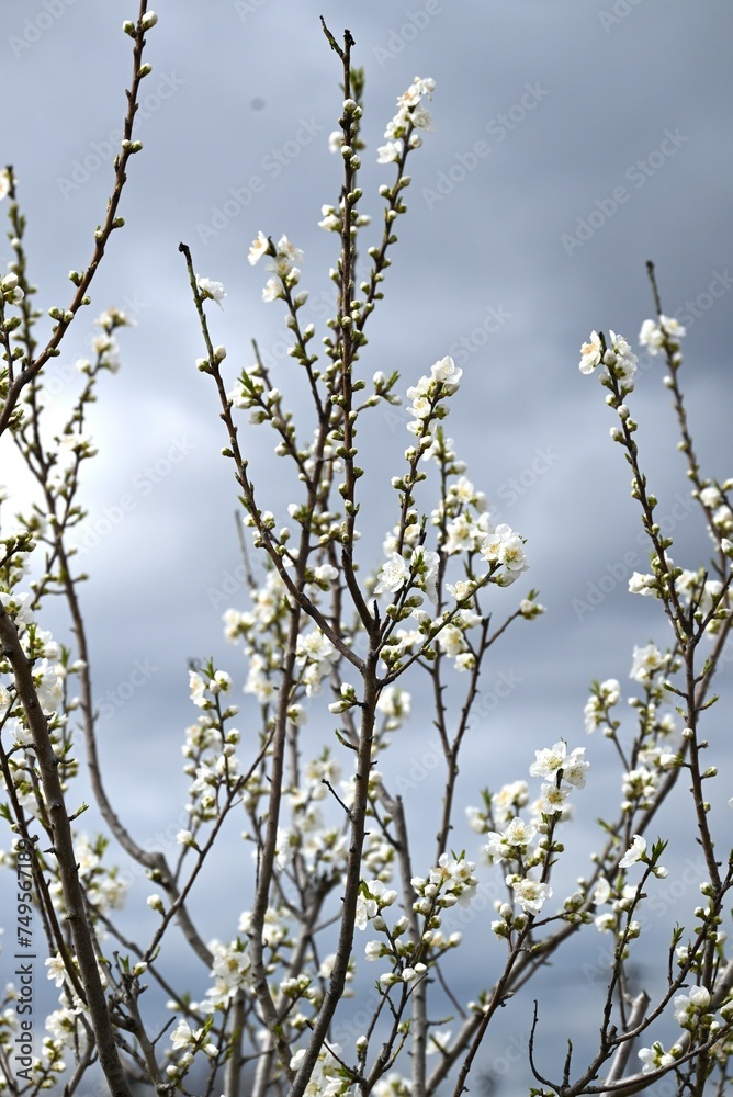 Hana peach (Prunus persica) flowers. Rosaceae deciduous shrub. Flowering period is from March to April. Hana peach (Prunus persica) flowers. Rosaceae deciduous shrub. Flowering period is from March to April.