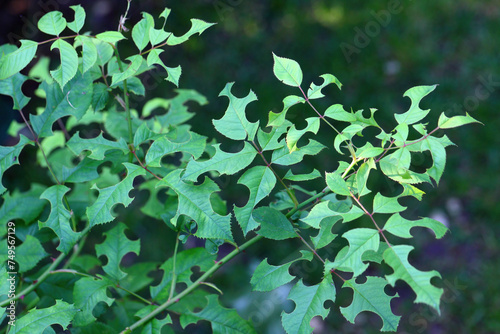 Round notches cut from rose leaves by a leaf cutter bee Megachile centucularis.