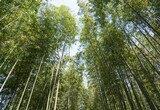 Bamboo forests in Japan are a mesmerizing sight, with tall, slender stalks swaying gently in the breeze.