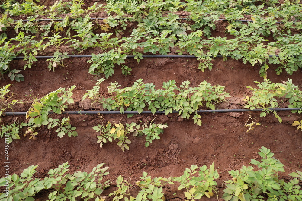 Growing Potatoes in Green house with Drip Irrigation System.