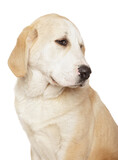 Close-up of a dog sitting on a white background