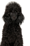 Black poodle puppy portrait