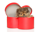 Pomeranian puppy sitting in a red heart-shaped box