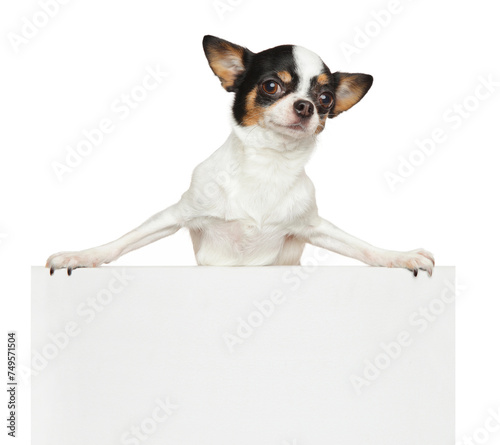 Chihuahua above banner