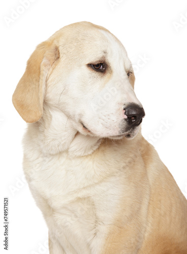 Close-up of a dog sitting on a white background