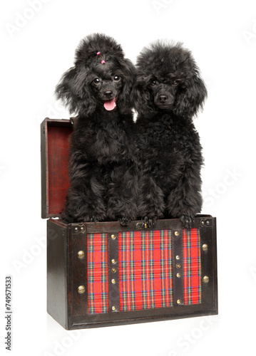 Black poodle puppies sitting together in a chest