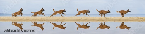 Chien qui court