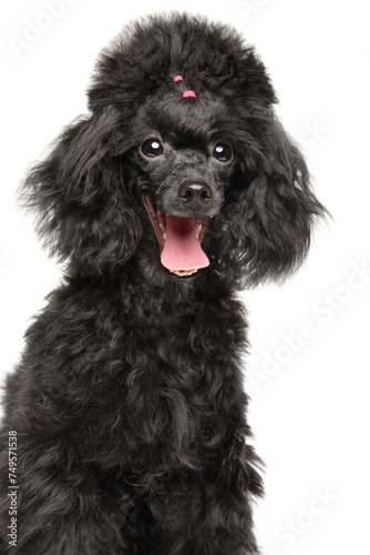 Happy poodle puppy portrait