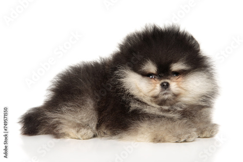 Pomeranian puppy lies on white background