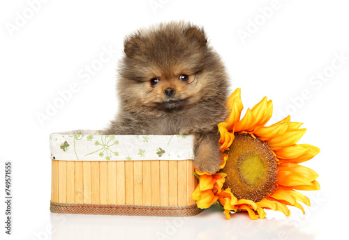 Pomeranian puppy in a wicker basket
