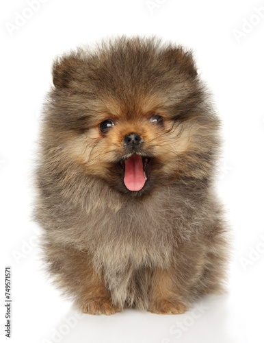 Pomeranian Spitz puppy yawns