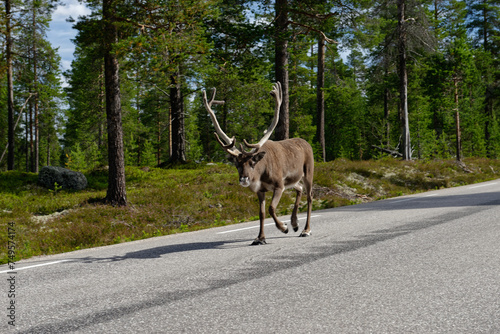 Reindeer on a forest road photo