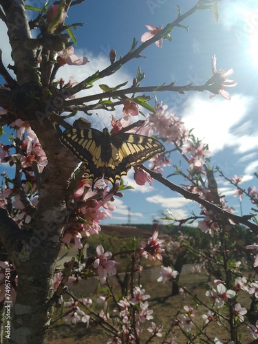 Swallowtail butterfly in Almond Blossom