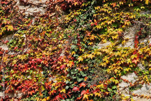 Foglie di edera di vari colori su un muro. photo