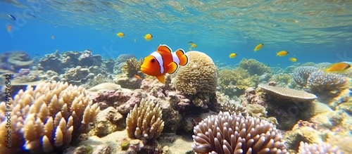 illustration of an underwater view of hunting clown fish among exotic coral reefs