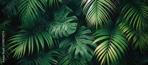 This vibrant image showcases a cluster of green palm leaves up close, displaying their fresh and vibrant beauty in intricate detail. The leaves are rich in color and emanate a sense of lushness and © 2rogan